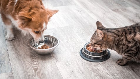 Healthy And Premium Pet Food