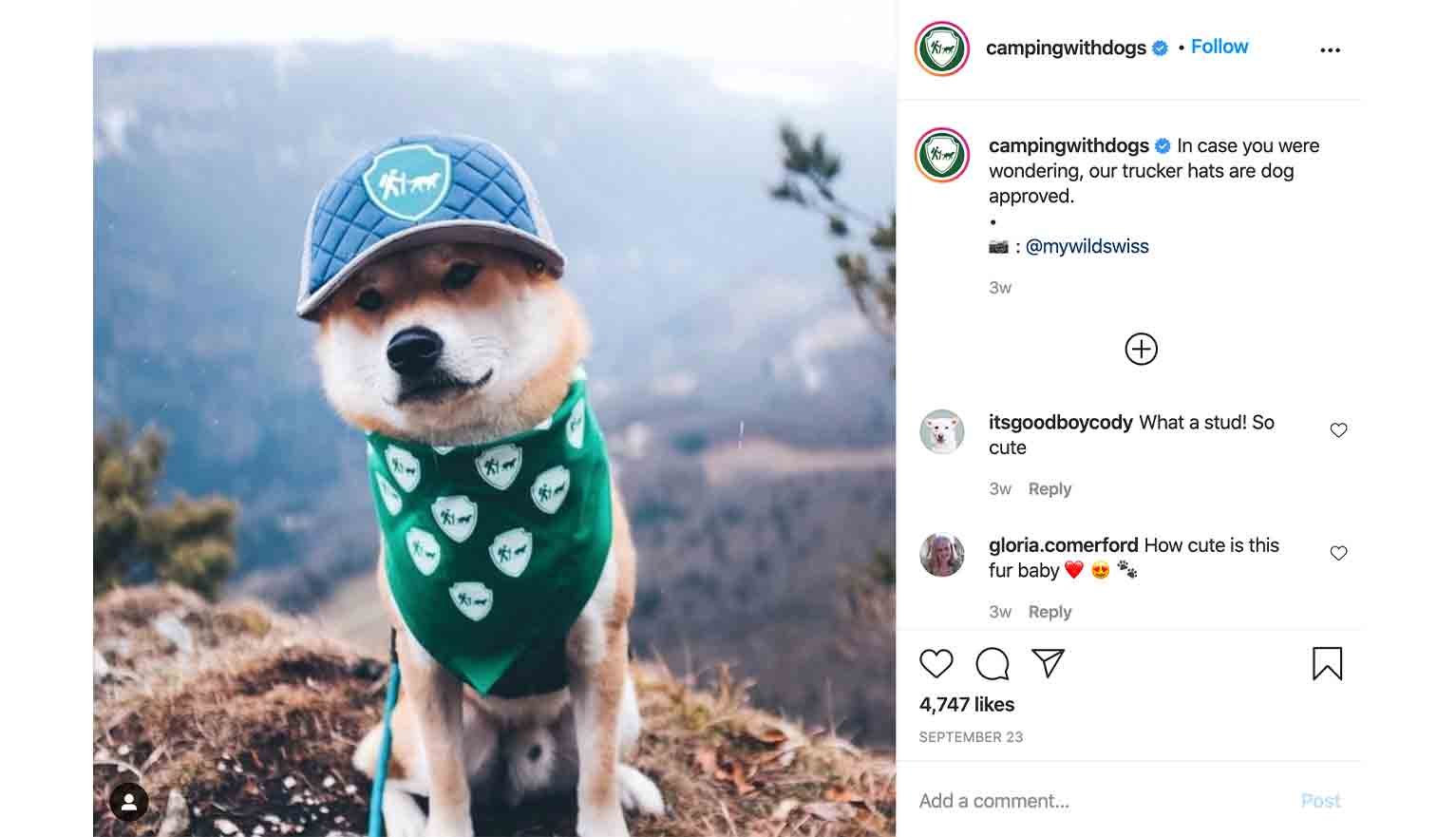 campingwithdogs UGC Example